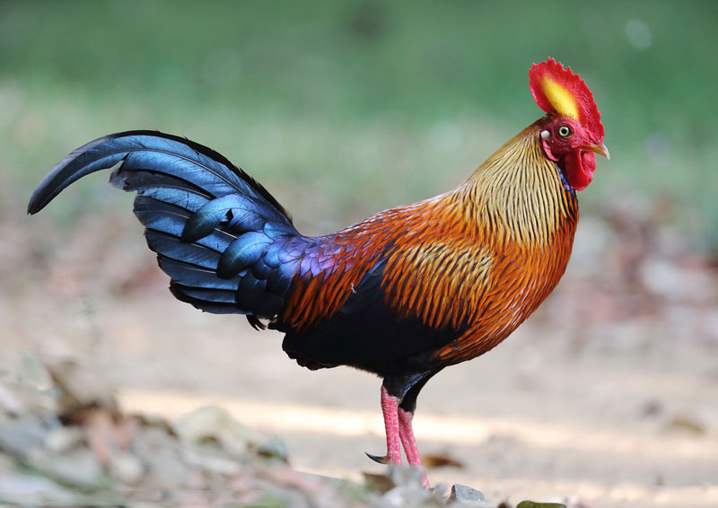 Picture 4 of The endemic chicken breed of Sri Lanka makes the giants crazy.