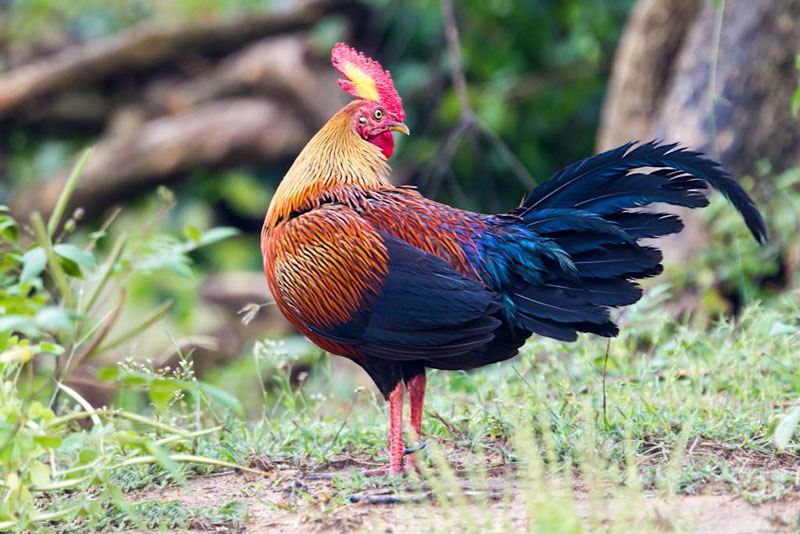 Picture 5 of The endemic chicken breed of Sri Lanka makes the giants crazy.