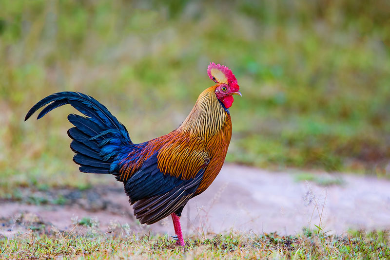 Picture 8 of The endemic chicken breed of Sri Lanka makes the giants crazy.