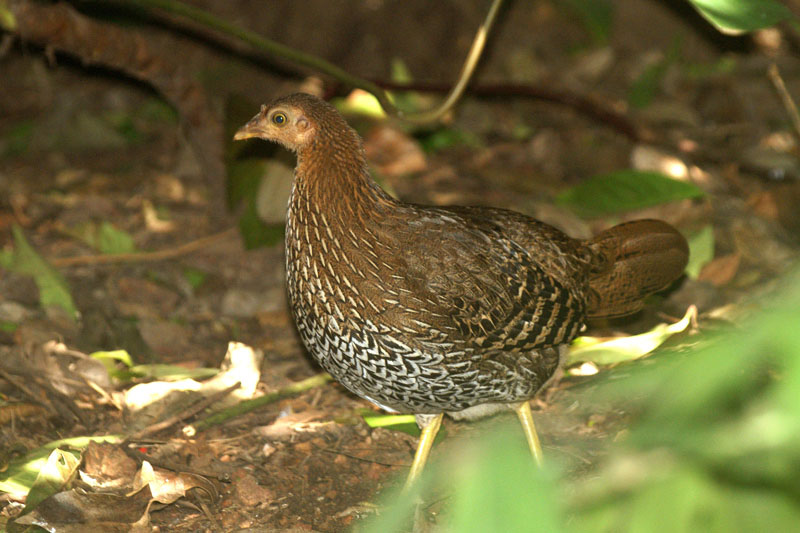 Picture 9 of The endemic chicken breed of Sri Lanka makes the giants crazy.
