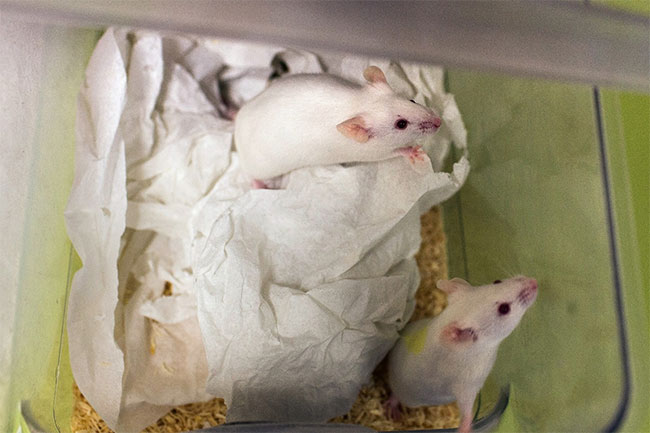 Picture 1 of The environment in outer space may not affect reproduction