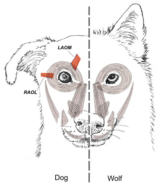 Picture 4 of The evolution has given our dogs sparkling eyes, so now they 'spoil' us!
