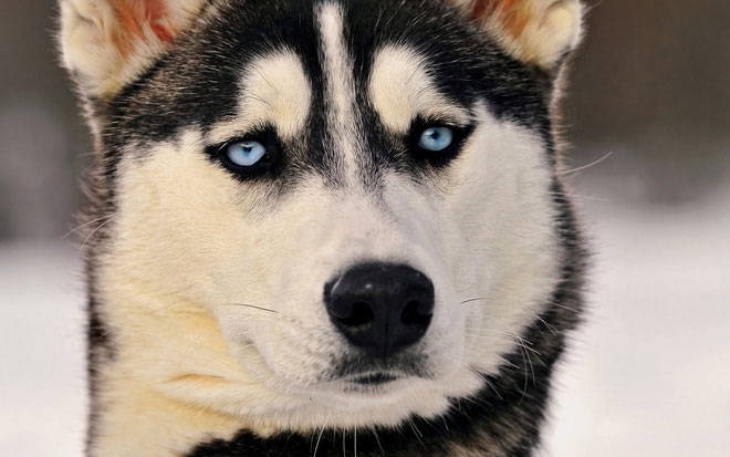 Picture 5 of The evolution has given our dogs sparkling eyes, so now they 'spoil' us!