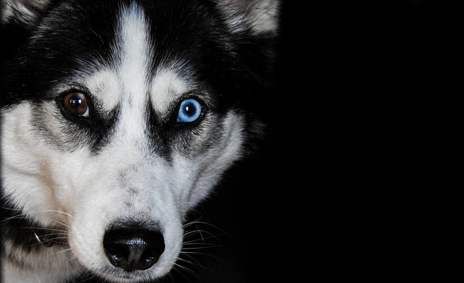 Picture 6 of The evolution has given our dogs sparkling eyes, so now they 'spoil' us!