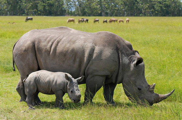Picture 1 of The evolution of animals does not keep pace with extinction