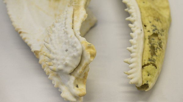 Picture 1 of The evolutionary relationship between a fish fossil 400 million years old and humanity