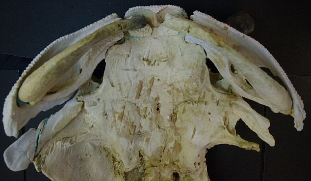 Picture 3 of The evolutionary relationship between a fish fossil 400 million years old and humanity