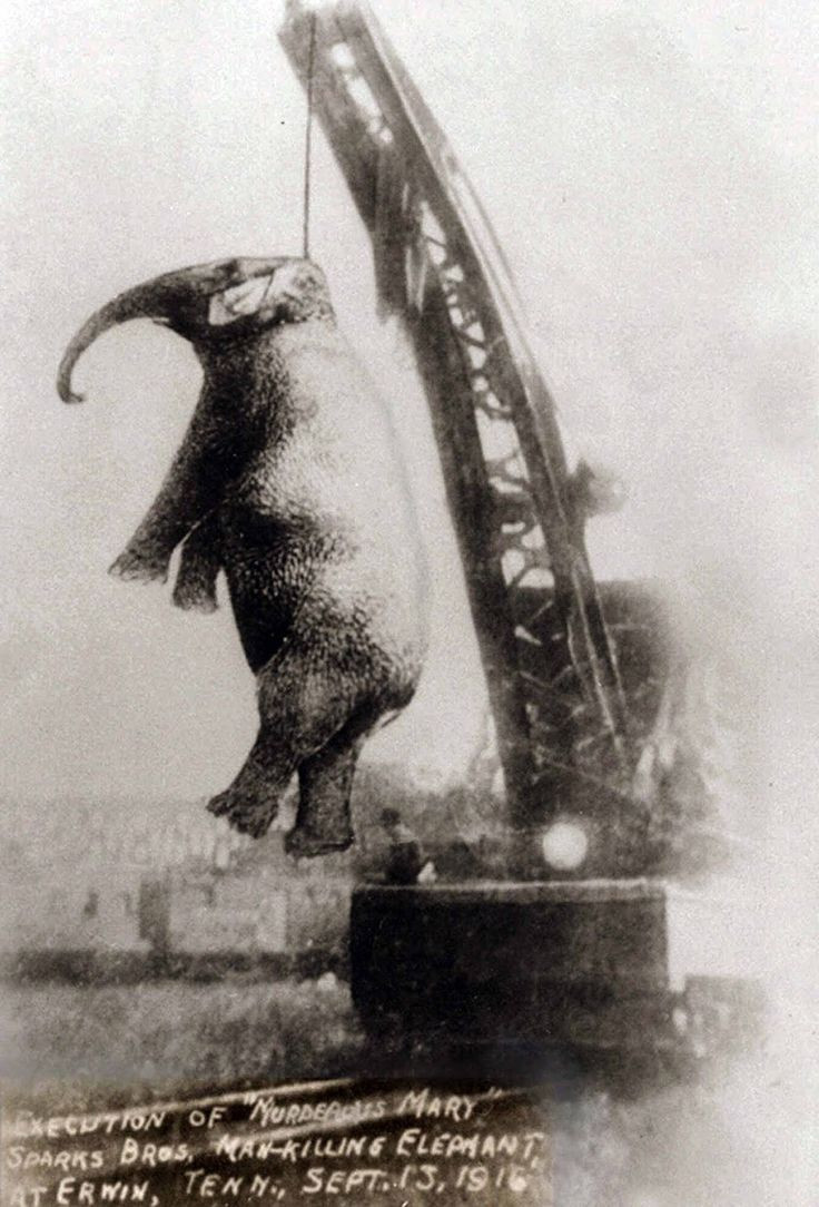 Picture 1 of The execution of the American shocking elephants in 1916