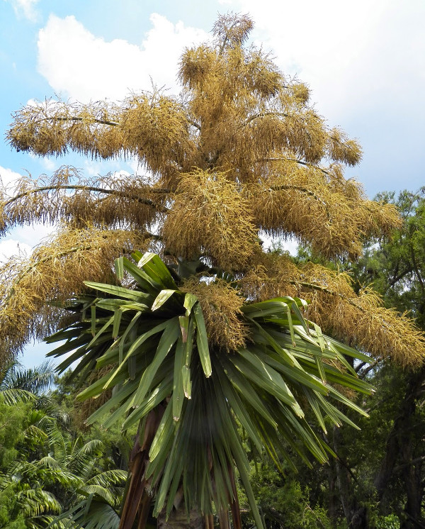 Picture 1 of The exotic tree blooms only once and then dies
