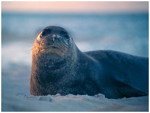 Picture 1 of The extinct Caribbean monk seal