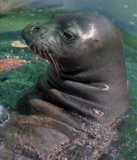 Picture 2 of The extinct Caribbean monk seal