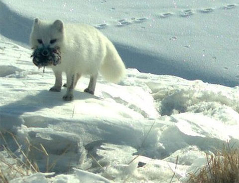 Picture 10 of The extraordinary journey of the Arctic fox