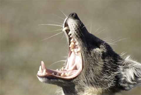 Picture 11 of The extraordinary journey of the Arctic fox