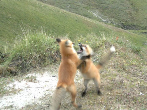 Picture 9 of The extraordinary journey of the Arctic fox
