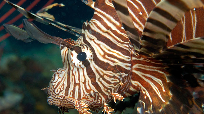 Picture 1 of The extremely poisonous lion fish is invading the Atlantic