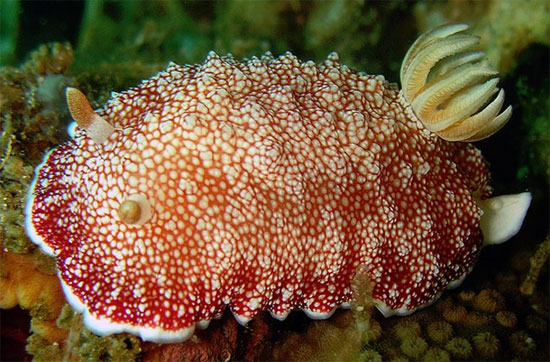 Picture 1 of The eyes of the 'sea slug' are 'falling in love'