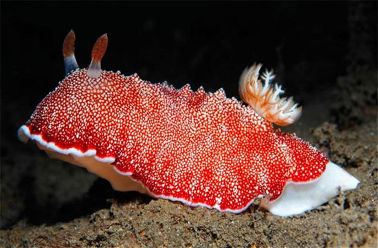 Picture 2 of The eyes of the 'sea slug' are 'falling in love'