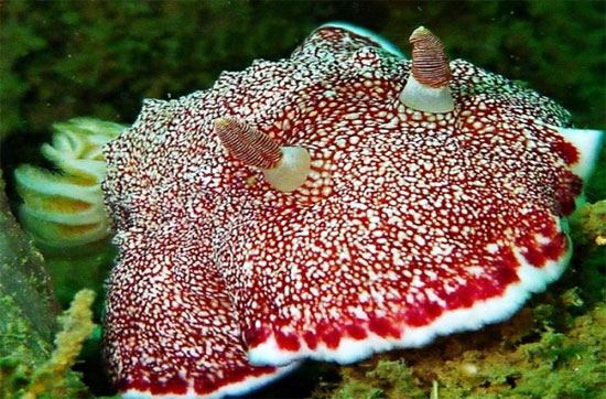 Picture 3 of The eyes of the 'sea slug' are 'falling in love'