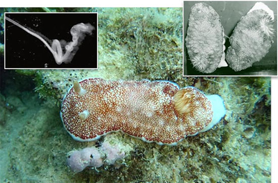 Picture 4 of The eyes of the 'sea slug' are 'falling in love'