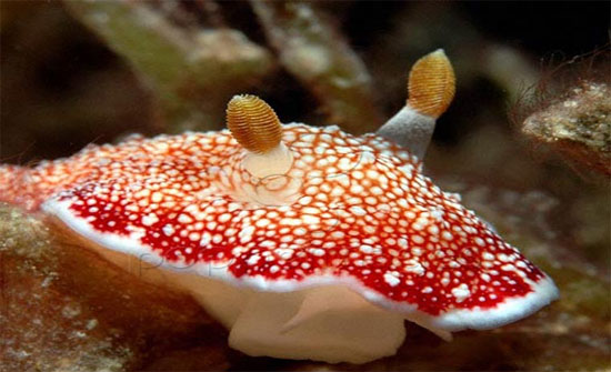Picture 5 of The eyes of the 'sea slug' are 'falling in love'