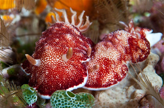 Picture 6 of The eyes of the 'sea slug' are 'falling in love'