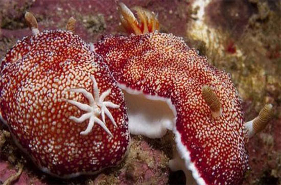 Picture 7 of The eyes of the 'sea slug' are 'falling in love'