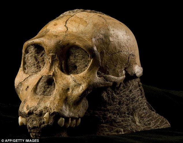 Picture 4 of The face of half of the half-ape of human ancestors