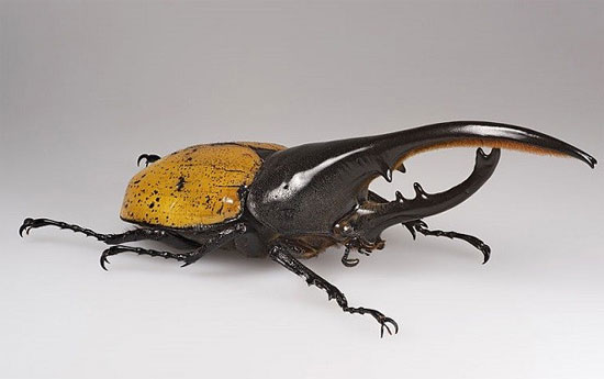 Picture 1 of The face of the aggressive beetles has a frightening appearance