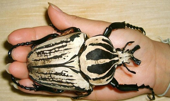 Picture 3 of The face of the aggressive beetles has a frightening appearance