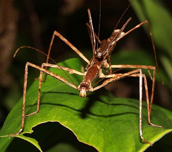 Picture 5 of The face of the aggressive beetles has a frightening appearance