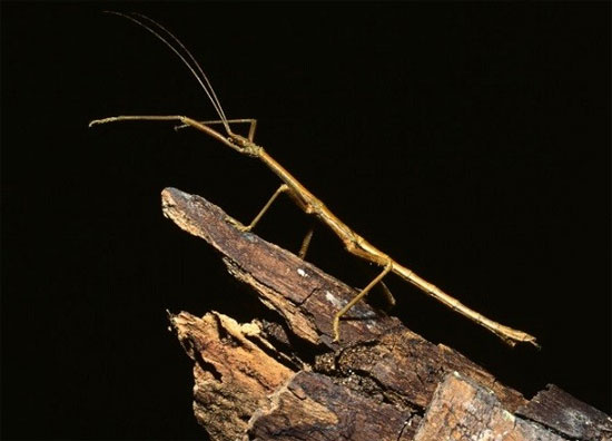 Picture 6 of The face of the aggressive beetles has a frightening appearance