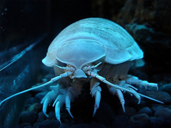 Picture 7 of The face of the aggressive beetles has a frightening appearance