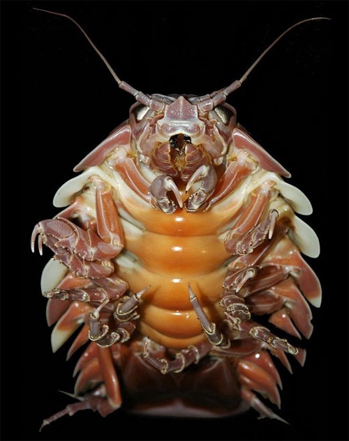Picture 8 of The face of the aggressive beetles has a frightening appearance