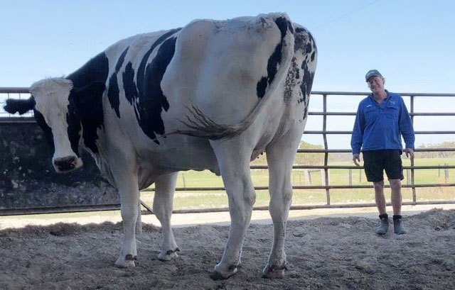 Picture 2 of The fact that few people know behind the giant cow is causing storms to netizens