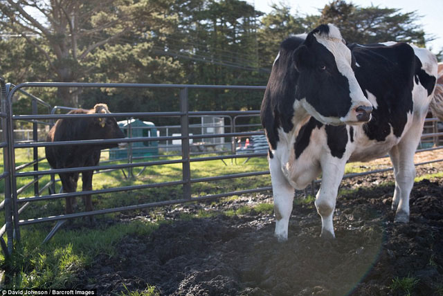 Picture 3 of The fact that few people know behind the giant cow is causing storms to netizens