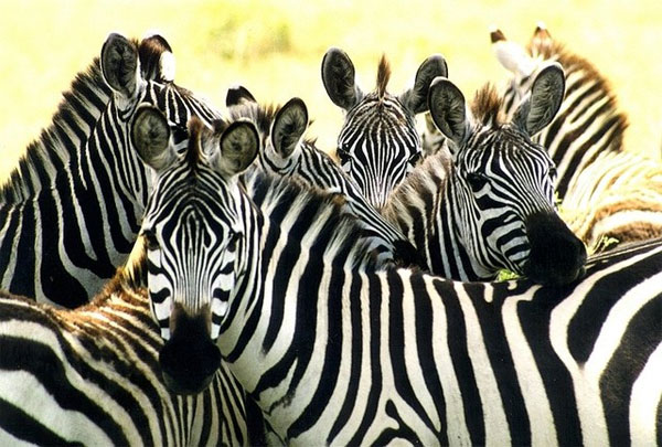 Picture 1 of The fact that zebra is white black stripes or black stripe white?