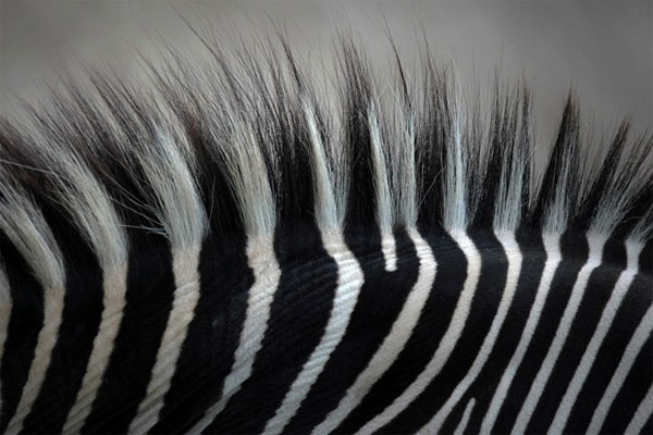 Picture 2 of The fact that zebra is white black stripes or black stripe white?