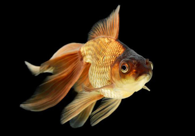 Picture 3 of The facts are hard to believe about goldfish