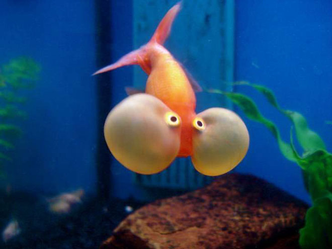 Picture 5 of The facts are hard to believe about goldfish