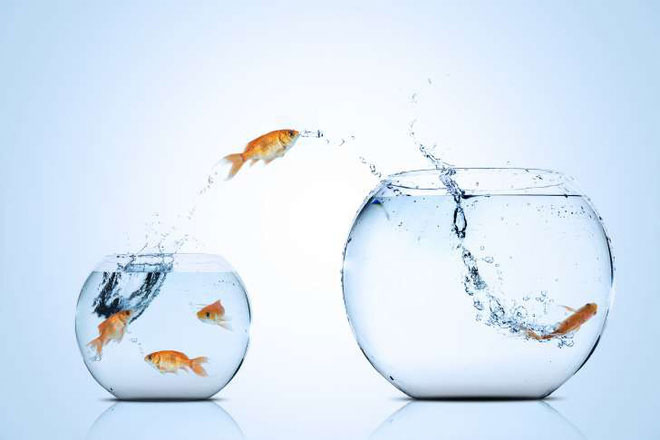 Picture 7 of The facts are hard to believe about goldfish