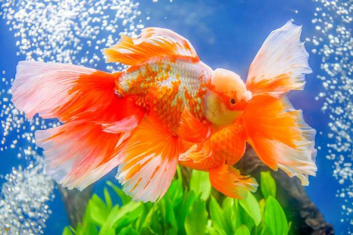Picture 8 of The facts are hard to believe about goldfish