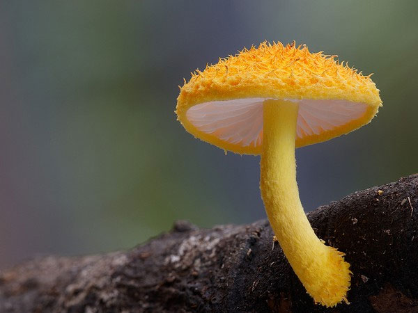 Picture 12 of The 'fairy' world of mushroom species when taking close-ups