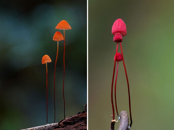 Picture 13 of The 'fairy' world of mushroom species when taking close-ups