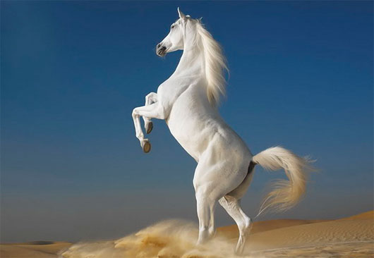 Picture 4 of The famous horses in Chinese history books