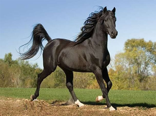 Picture 5 of The famous horses in Chinese history books