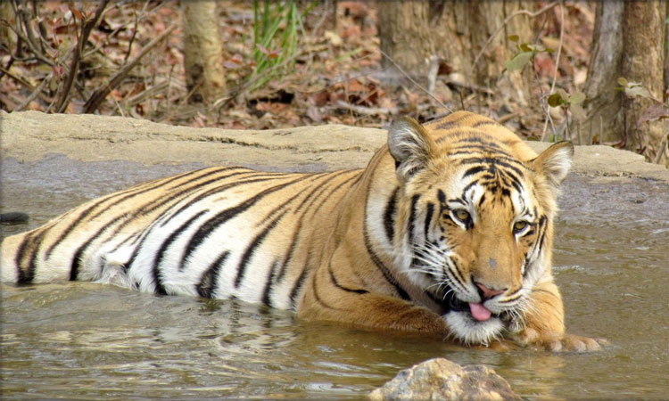 Picture 1 of The famous Indian tiger disappeared mysteriously