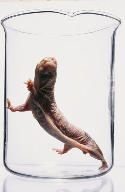 Picture 10 of The famous 'trick' in science