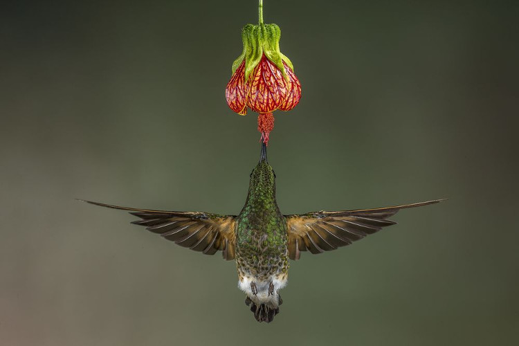 Picture 8 of The fantasy world through the best photos honored by National Geographic