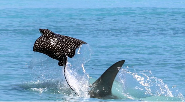 Picture 1 of The fast stingray rushes to the beach to escape the shark jaw