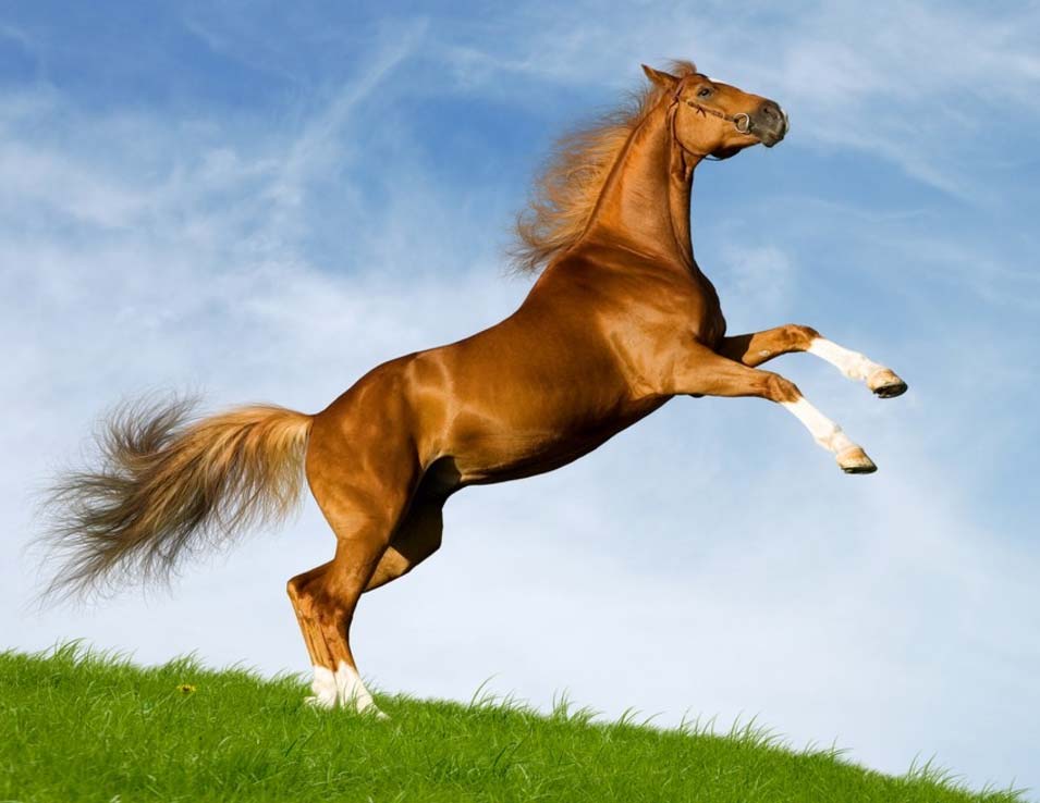 Picture 10 of The fastest animals in the world